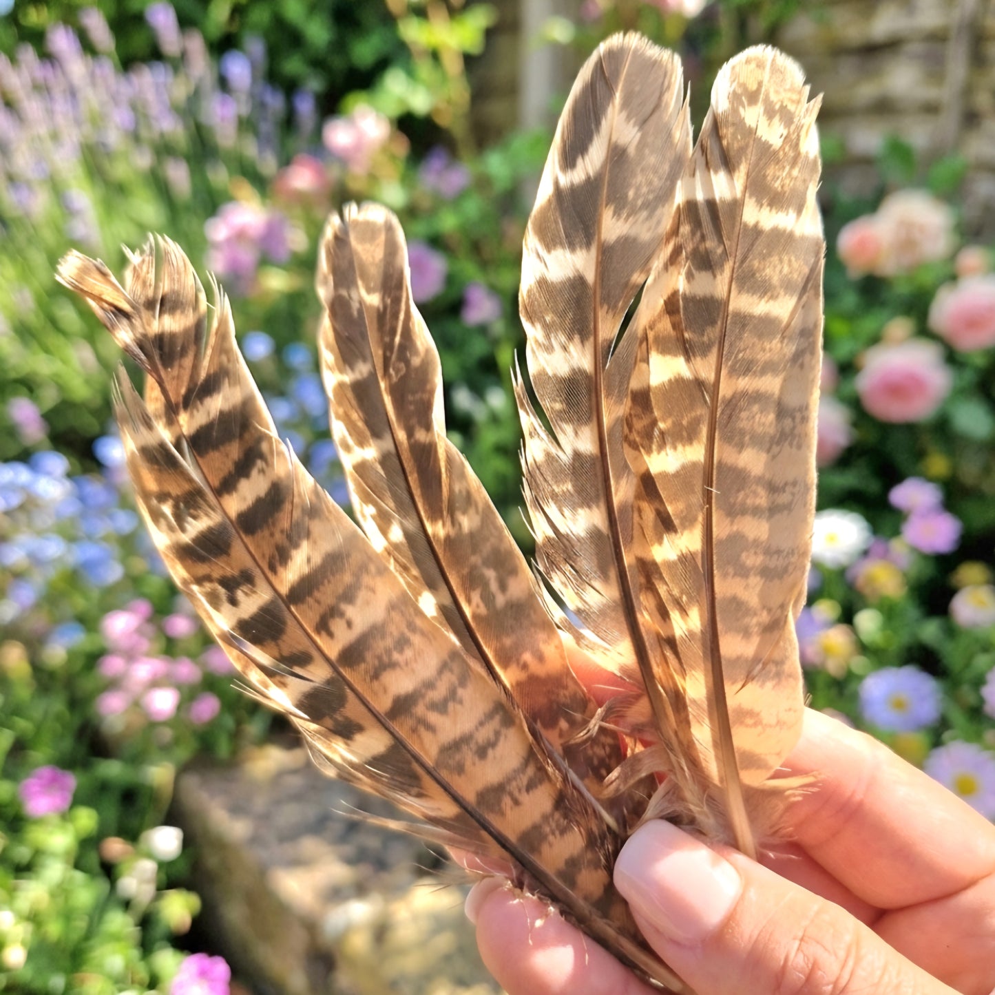 Smudging Feather