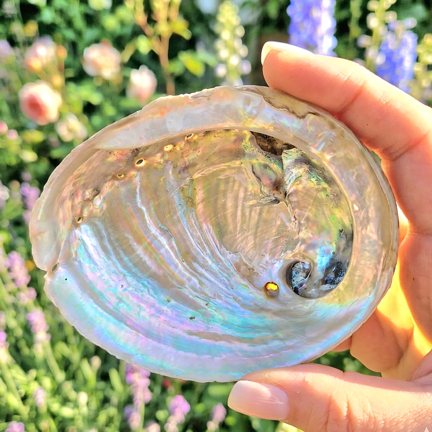 Abalone Shell